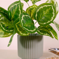 Medium Calathea Medallion Bunch White/Green