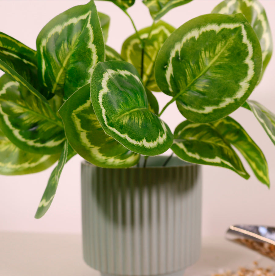 Medium Calathea Medallion Bunch White/Green