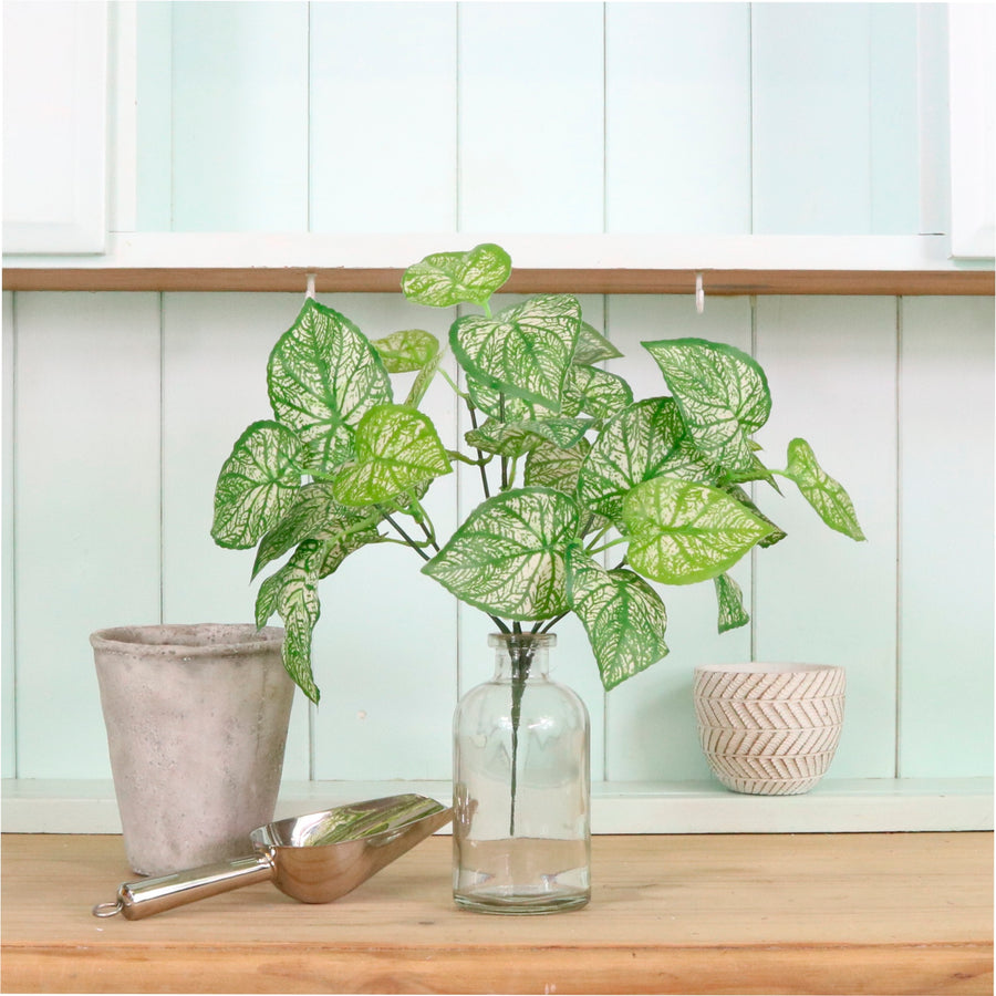 Veined Medium Hypoestes Phyllostachya Bunch