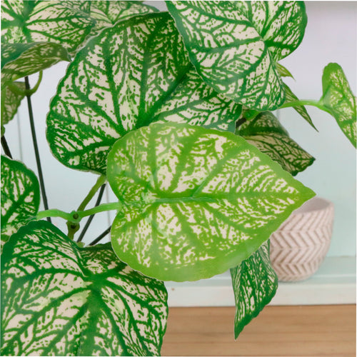 Veined Medium Hypoestes Phyllostachya Bunch