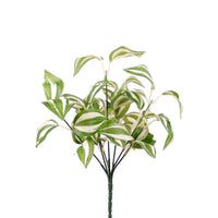 Medium Tradescantia Bunch White/Green