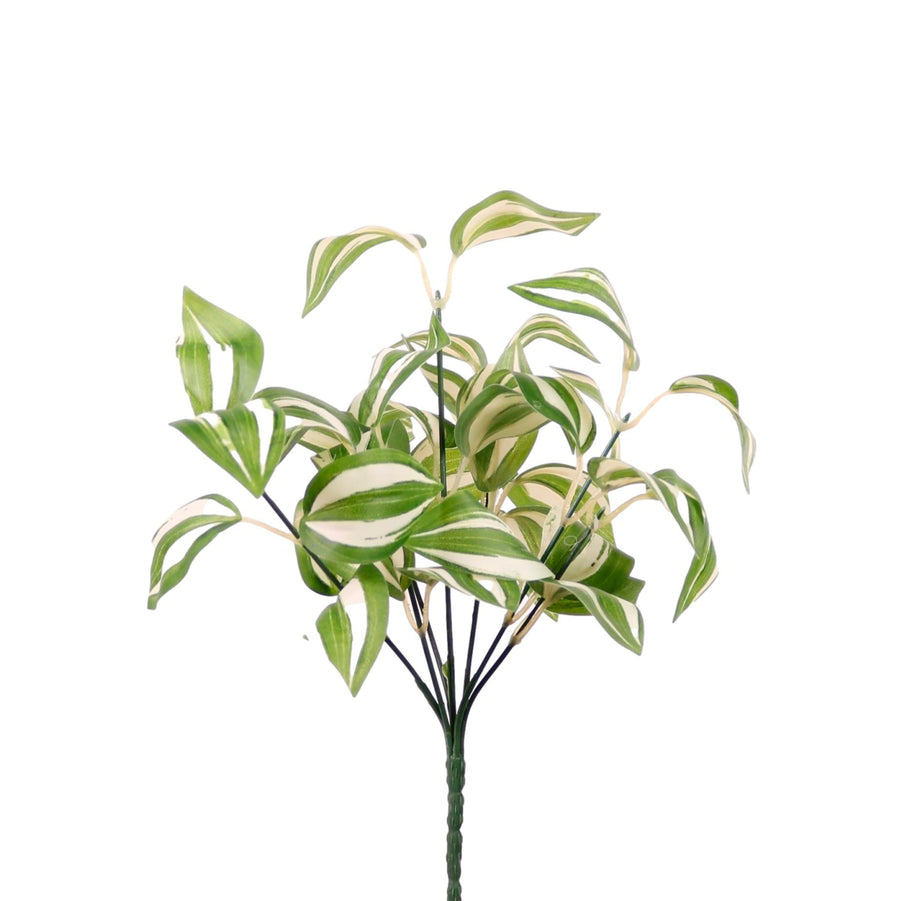 Medium Tradescantia Bunch White/Green