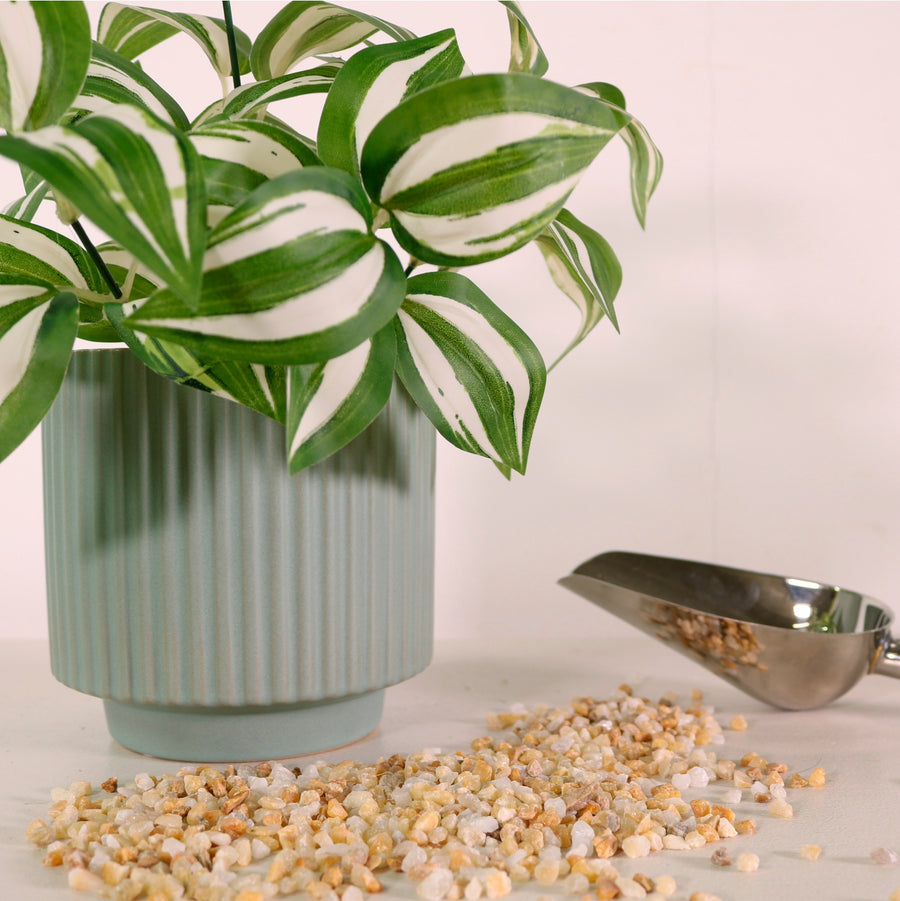 Medium Tradescantia Bunch White/Green