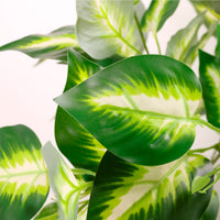 Medium Veined Hosta Leaf Bunch White/Green
