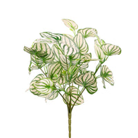 Large Watermelon Peperomia Bunch White/Green