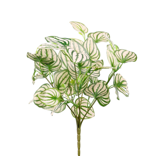 Large Watermelon Peperomia Bunch White/Green