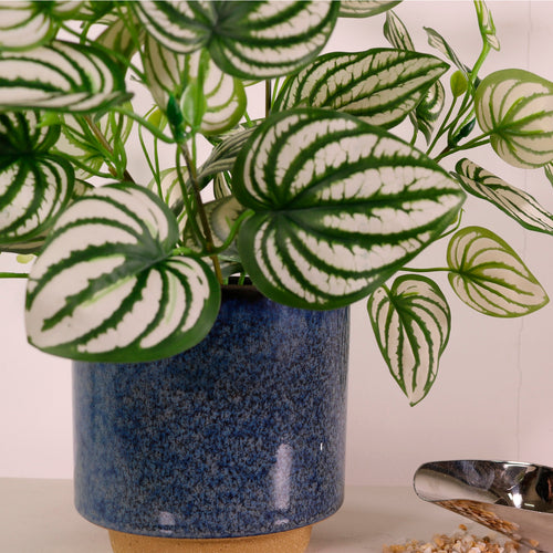 Large Watermelon Peperomia Bunch White/Green