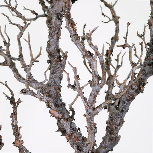 Wildwood Branch No:3