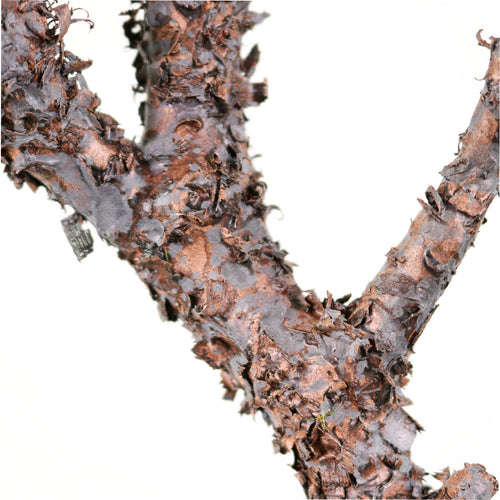 Wildwood Branch No:5