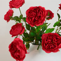 Austin Rose Stem