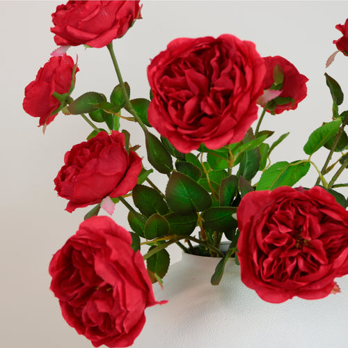 Austin Rose Stem