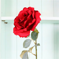 Lovestruck Cloud Rose