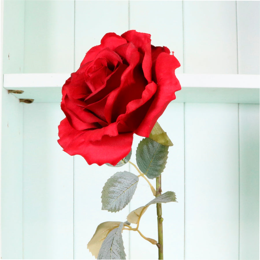 Lovestruck Cloud Rose