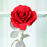 Lovestruck Cloud Rose