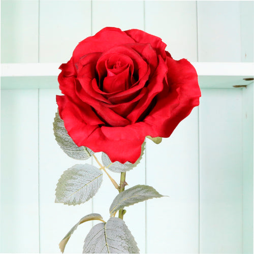 Lovestruck Cloud Rose