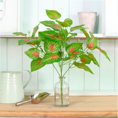 Veined Large Dagahra Bunch