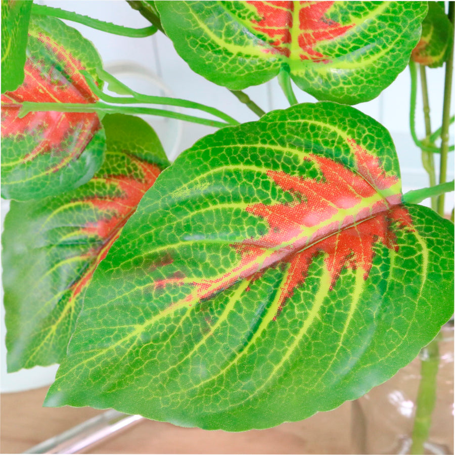 Veined Large Dagahra Bunch