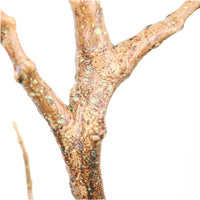 Wildwood Branch No:6