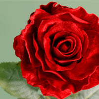 Textured Botanical Stem No.5