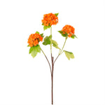 Kalancheo Geranium Spray