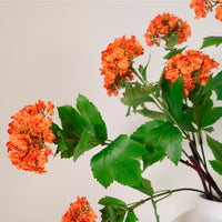 Kalancheo Geranium Spray