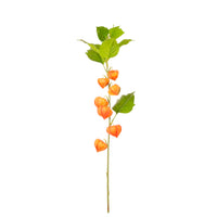 Chinese Lantern Stem
