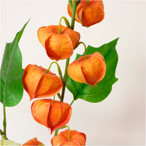 Chinese Lantern Stem