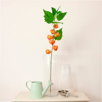 Chinese Lantern Stem