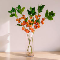 Chinese Lantern Stem
