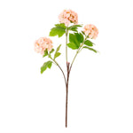 Kalancheo Geranium Spray