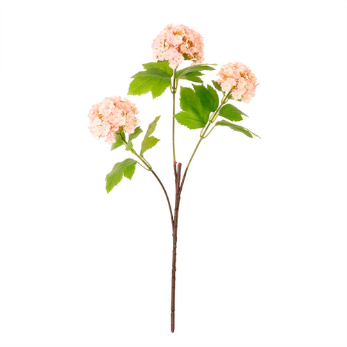 Kalancheo Geranium Spray