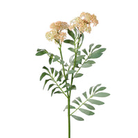 Dusted Elderberry Spray