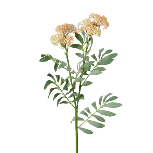 Dusted Elderberry Spray