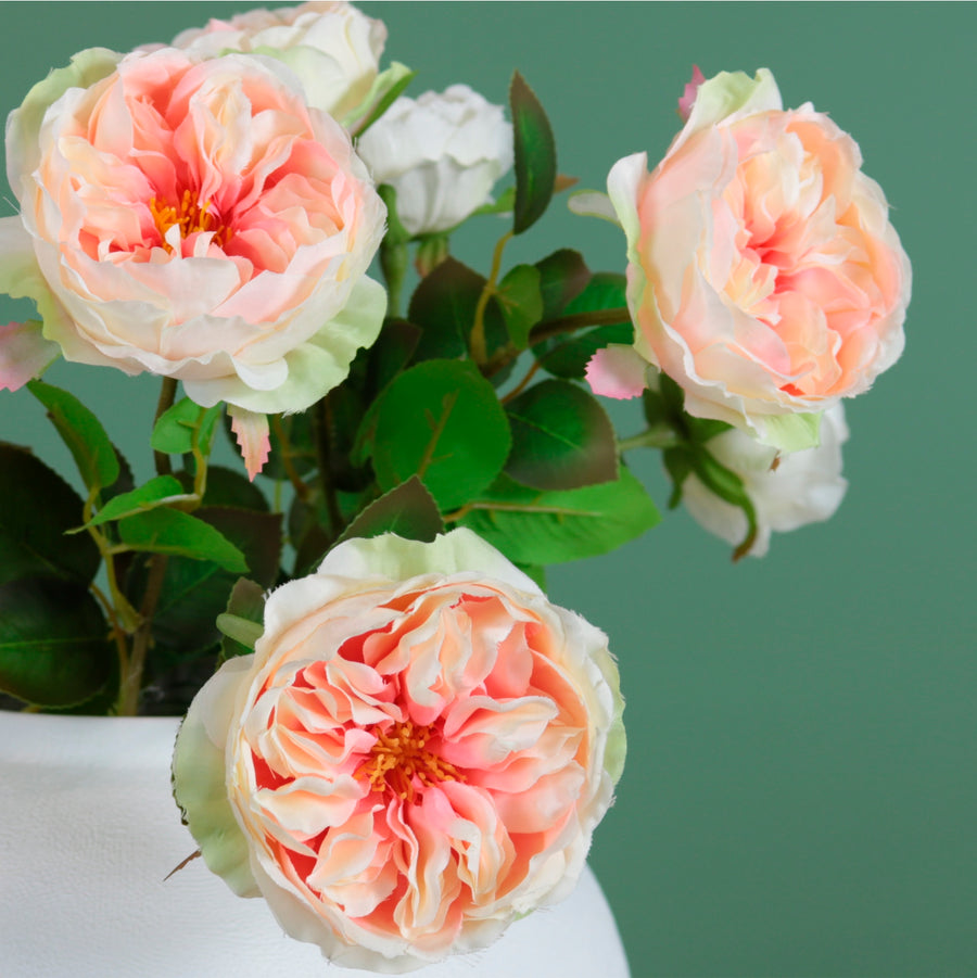 Austin Rose Stem