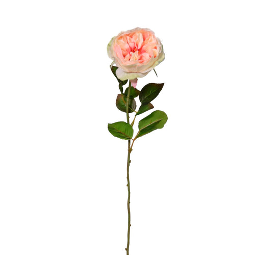 Austin Rose Stem
