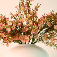 Waxflower Chamelaucium Spray