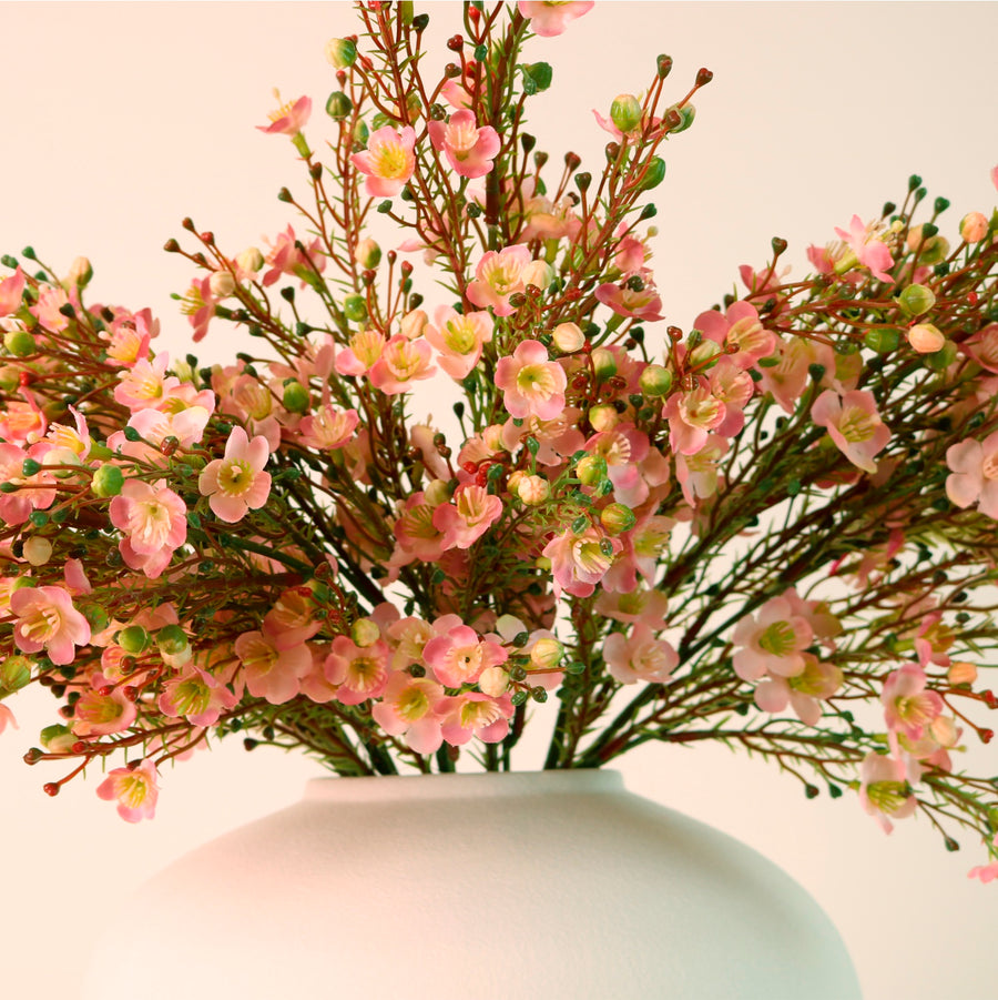 Waxflower Chamelaucium Spray