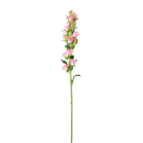 Campanula Bell Flower Stem