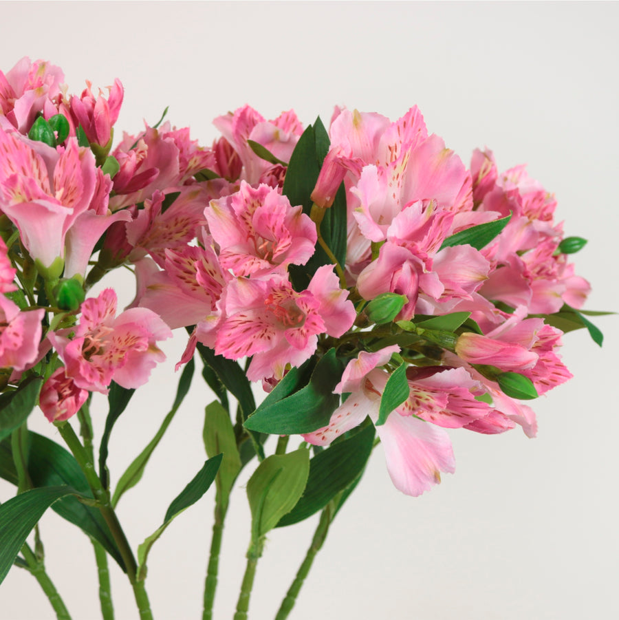 Empress Alstromeria Stem