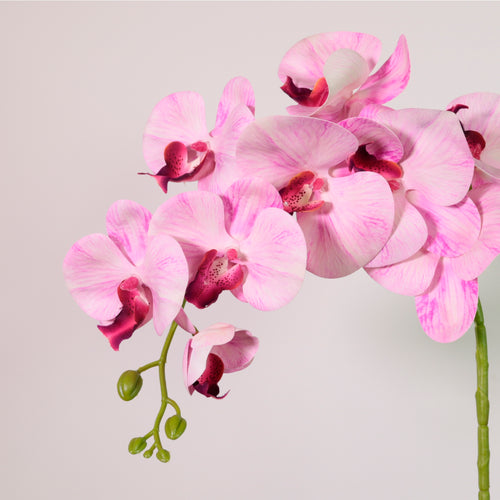 9 Head Orchid Stem