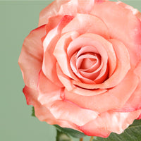 Textured Botanical Stem No.7