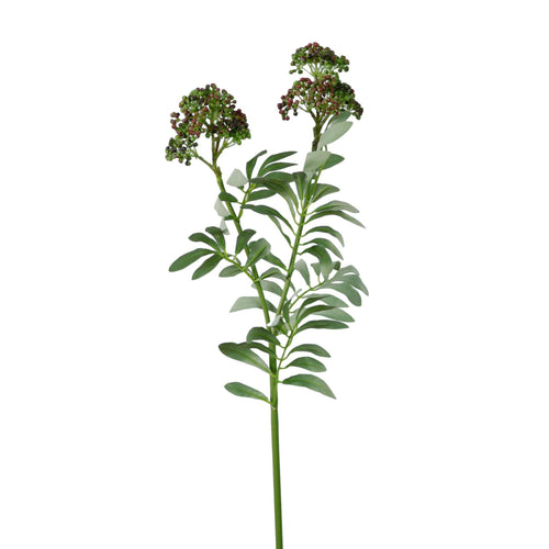 Dusted Elderberry Spray