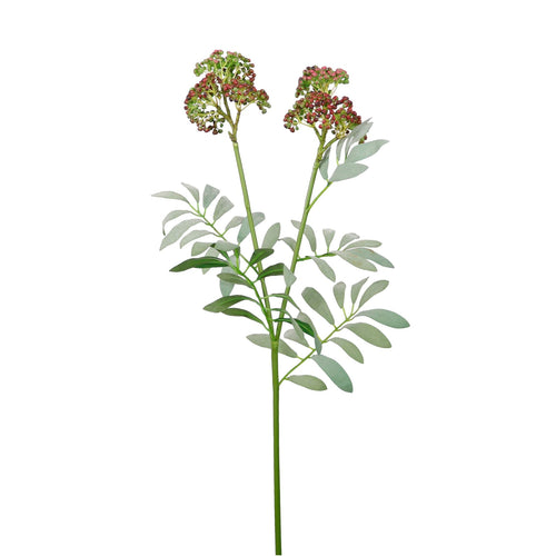 Dusted Elderberry Spray