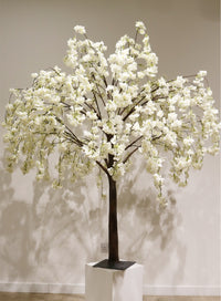 Weeping Cherry Blossom Branch
