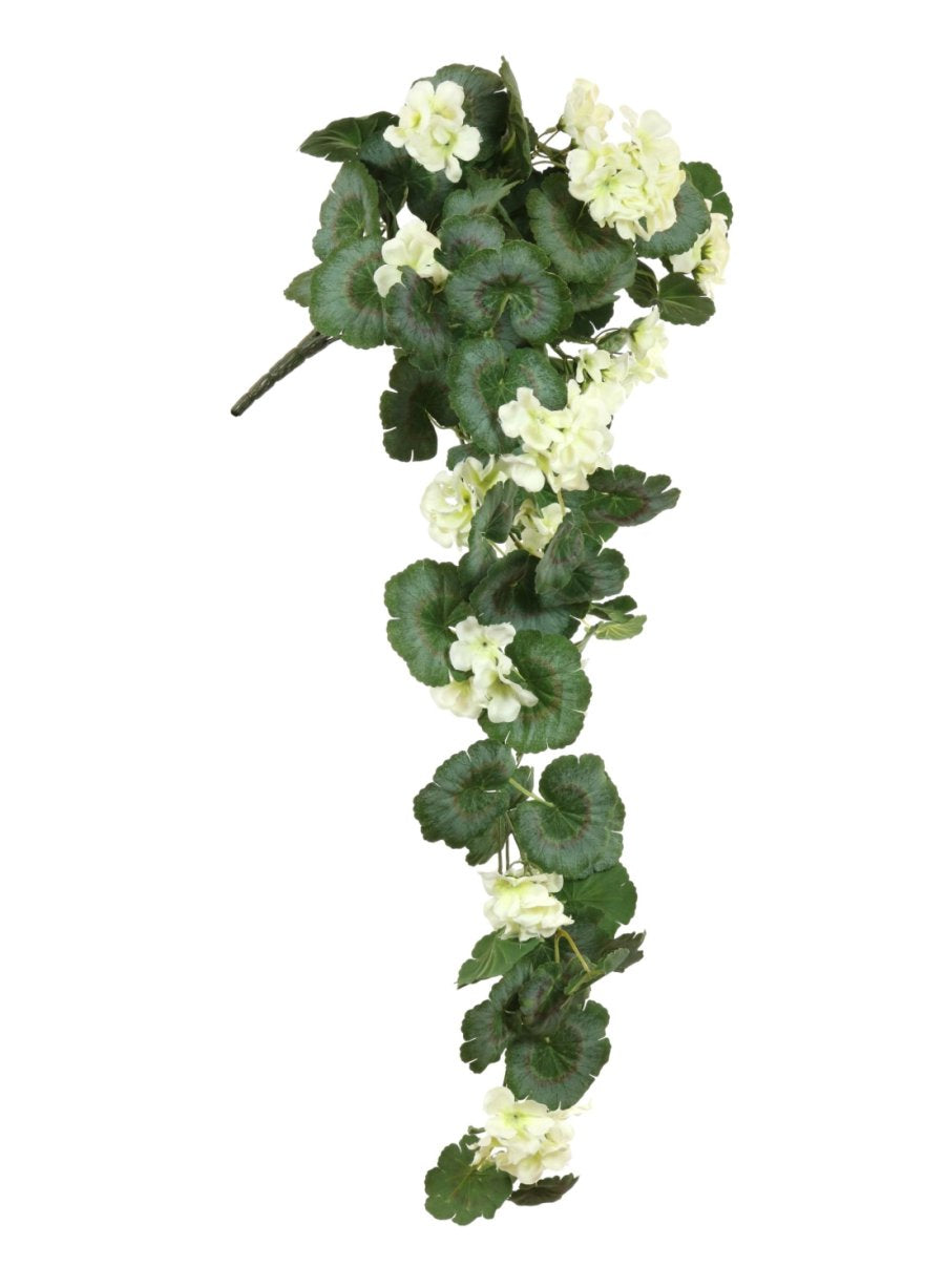 Trailing Soft Geranium