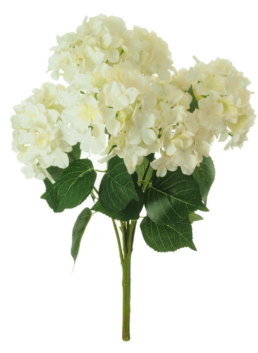 Mophead Hydrangea Bunch