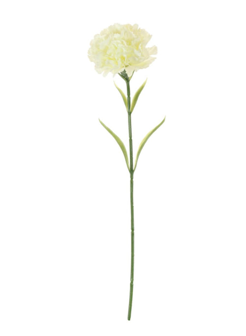 Carnation Stem