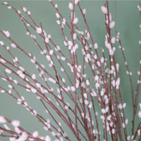 Pussy Willow Spray