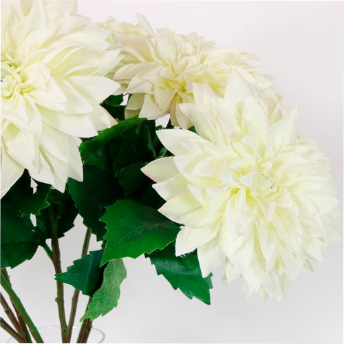Monarch Dahlia