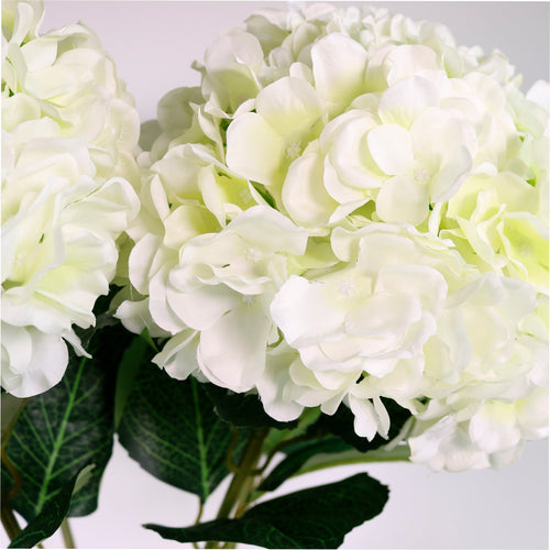 Giant Hydrangea Stem